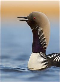 #birds #loon #ducks