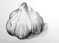 Garlic botanical drawing. From Ed Smith's personal library ...