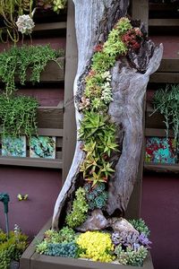 Succulent in hollow log. Vertical planting. At Succulent Cafe in Oceanside, CA