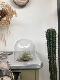 Tillandsia jucunda: Esta air plant, por não precisar de terra, é a planta perfeita para os mais criativos. Pendure, crie uma instalação para ela, ou simplesmente apoie diretamente em cima do seu móvel. Mas é importante mantê-la sobre em locais com boa circulação de ar e claridade natural. (Foto: Michell Lott) #plantas #plants #green #casavogue