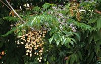8 árboles de crecimiento rápido y poca agua para el jardín | Jardineria On
