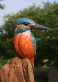 Common Kingfisher by Randal Martin