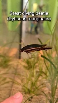 The great diving beetle (Dytiscus marginalis) is an aquatic diving beetle native to Europe and northern Asia, and in the UK is common in Wales, much of England and southern Scotland but less common on chalk and in the far north. The great diving beetle, true to its name, is a rather large insect. The larvae can grow up to 60 millimetres (2.4 in) in length, while the adults are generally 27–35 millimetres (1.1–1.4 in). Credit/Source 📸 : https://instagram.com/okisback