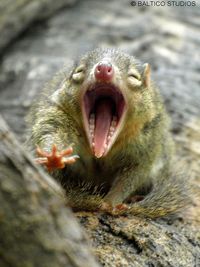 northern tree shrew yawning wpz P9289438r3 by studiod_baltico1, via Flickr