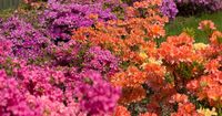Azalea Bloom Times and Flowering Groups | Gardener’s Path