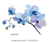 Blue Orchid Flower Watercolor Floral Illustration Stock Vector (Royalty Free) 236729167