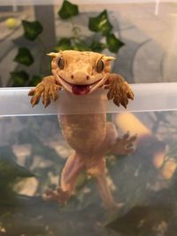 Blep : reptiles