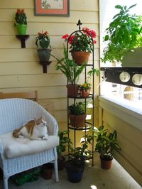 Name: KatieLocation: Austin, TexasType of space: Apartment balconyTell us about your outdoor project and how you enjoy it: Every morning I sit on the comfy wicker chair and drink my coffee while looking down on the city below
