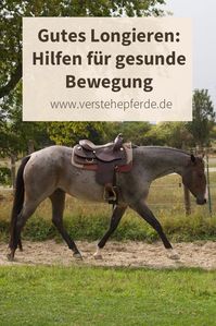 Longieren oder Freilauf: Unser Pferd soll sich auf dem Kreisbogen bei der Bodenarbeit gesund bewegen. Hier gibt es Tipps für Hilfen und Körpersprache für gutes Longieren im Horsemanship-Style