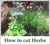 Cutting your Herbs~Tutorial: How to cut herbs - for basil don't pluck leaves off, instead trim stem. Leave two sets of leaves on stem (leaves grow in pairs across from each other). Cut immediately above the second set of leaves from the ground. Plant will then grow new branches from this cut.