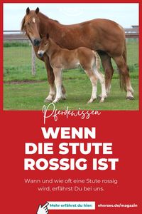 Die Rosse beim Pferd bezeichnet den Zeitraum der Paarungsbereitschaft einer Stute. Sofern die Stute rossig ist, gehen damit auch hormonelle Veränderungen im Körper einher, die bestimmte körperliche Erscheinungen hervorrufen. #pferdewissen #pferdeliebe #ehorses