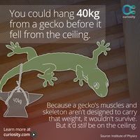 The extreme stickiness of a gecko's feet has inspired an experimental super glue. See the adhesive in action HERE: https://curiosity.com/video/geckos-inspire-experimental-adhesive-new-scientist/?utm_source=pinterest&utm_medium=social&utm_campaign=20150106pingeckos