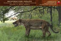 Ischyrocyon gidleyi. Carnivora, Amphicyonidae, Amphicyoninae. Middle Miocene of North America.