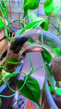 Credit/Source 📸 : instagram.com/global_green13 #betta #cupang #ikanlaga #ikanhias #bettacare #bettafish #cupanghalfmoon #plakat #bettabigear