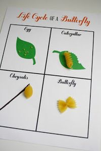 Busy Bee - Butterfly Award, grade 1 Life cycle of a Butterfly using pasta