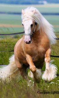 Equine