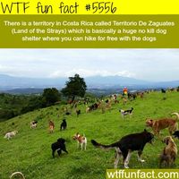 How awesome! First because this place exists for stray dogs but also because we can "walk among them"