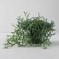 This will grow long, hanging tendrils of hooks