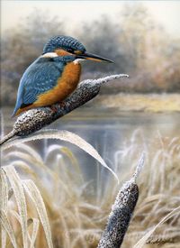 Kingfisher by lake on frosty bullrush