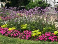 These plants!!! 🤩 Meteor Shower Verbena, Supertunia Hot Pink Charm, Sweet Caroline Bewitched Green with Envy Sweet Potato Vine, and there are a few Supertunia Bordeaux planted in the beds right behind. Loving it!!! 💜💗💚 @provenwinners