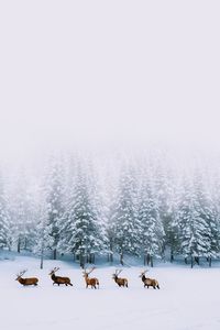 Image uploaded by Libby. Find images and videos about nature, winter and animal on We Heart It - the app to get lost in what you love.