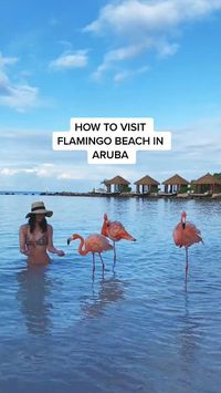 Seeing the flamingos in Aruba is definitely on the top of most people's Aruba bucket lists! Here are the tips to get the most out of your visit to see the flamingos in Aruba!