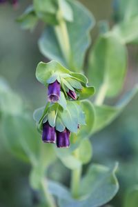 cerinthe major purpurescens