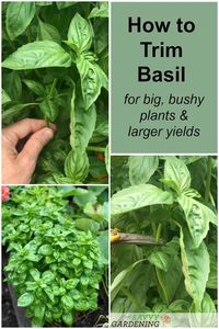 Tips for pruning basil correctly to provide hearty yields and healthy plants. #herbs #growyourown
