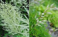 10 Numbered and Identified Shade Planting Schemes