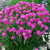 7 vivaces à feuillage persistant à avoir au jardin - Promesse de Fleurs - Promesse de Fleurs