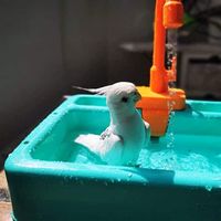 Amazon.com : Pet Parrots Bathtub - 19PCS Parrot Bath Tub Automatic Bath Tub with Faucet Electric Dishwasher Playing Toy Parrot Bathtub with Faucet Bird Bathing Box Bird Feeder Bird Bathroom Toys (Green) : Pet Supplies