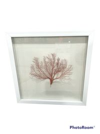 Natural Pink Sea Fan Coral Shadowbox