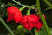 L’histoire du piment Scorpion commence à Trinidad et Tobago dans le district de Moruga. C’est l’un des piments les plus intense au monde mesuré entre 1.200.000 et 2.009.231 unités Scoville. Malgrés son intensité extrême il y a une certaine douceur assez savoureuse dans ce piment qui donne des sauces chaudes très savoureuses et intenses. Il existe des avantages pour la santé à manger des piments forts et le piment Trinidad Moruga Scorpion est l’une des meilleures options.