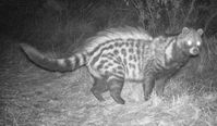 african civet - Pesquisa Google