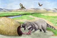 chapalmalania - Pesquisa Google