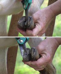 Check out How to Trim Hooves of Goats and Sheep at http://pioneersettler.com/trim-hooves-goats-sheep/