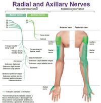 Musculoskeletal on Pinterest | Ulnar Nerve