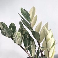 Variegated (& poisonous) ZZ plant care tips at https://www.houseplant411.com/houseplant/how-to-grow-a-zz-plant-zamioculcas-zamiifolia-care-guide