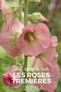 Découvrez les Roses trémières et nos conseils pour bien les semer, les planter et les entretenir au jardin ! #jardin #jardinage #rosetremiere #fleur