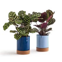 49- As marantas são plantas para dentro de casa que combinam com todos os estilos de móveis. Fonte: Casa Vogue #plantasparadentrodecasa #plantasparadentrodecasasemsol #plantasparadentrodecasasala