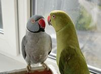#talking #parrots #birds