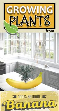 Learn how to use bananas to grow plants. Cuttings can be regrown by using the nutrients of a banana. A natural rooting hormone loaded with nutrients to get your plants off and growing. #plants #cuttings #growing #banana #howTo #garden #gardening