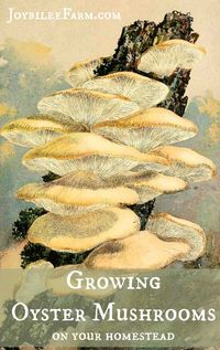 Growing Oyster Mushrooms on your Homestead