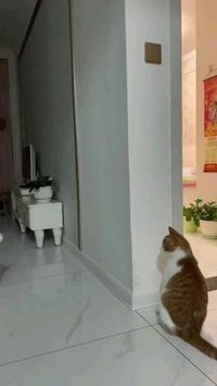 When you lazy but have a cat 😺🐈 #cat #cute #pet #kucing #kitten #hewan #animal