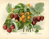 Vintage illustration of raspberry digitally enhanced from our own vintage edition of The Fruit Grower's Guide (1891) by John Wright. | free image by rawpixel.com