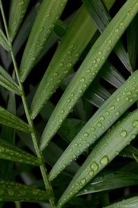 9 plantas de sombra para você cultivar dentro de casa - Casa Vogue | Paisagismo