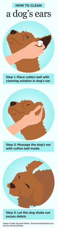 How to Clean a dog's ears #pets #infographic