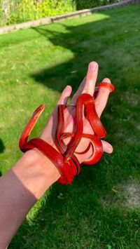 Credit/Source 📸 : instagram.com/russell_dabritz #snake #pet #ular #lucu #cute #exotic #red #ret #bamboo