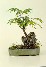 Seki-joju - 1