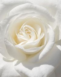 Emma's flower -- White rose (Victorian meaning: "I am worthy of you; spiritual love; innocence; purity; secrecy; silence")